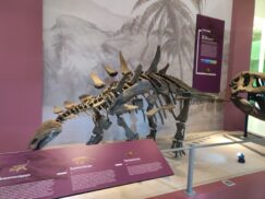 Nebesko kamenje i glava fosila Mosasaurusa čekaju Svilajčane u Prirodnjačkom centru Srbije 15