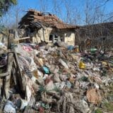 Šakali u beogradskim naseljima 3