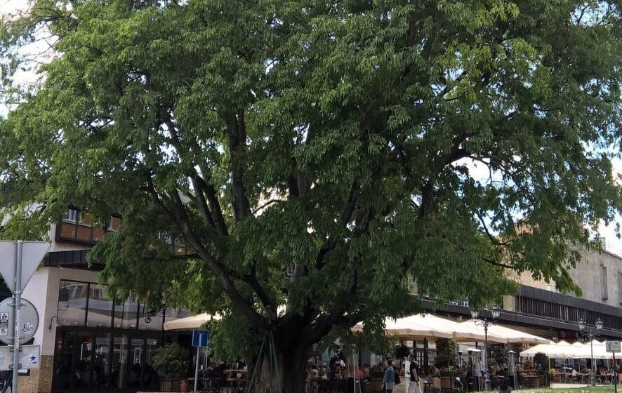 U Novom Sadu žive stabla drveća starija od 200 godina 1