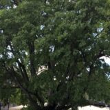 U Novom Sadu žive stabla drveća starija od 200 godina 1