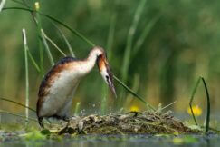 NMZ - Predrag Kostin - Cubasti Izložba fotografija "Reke života" Predraga Kostina u Zrenjaninu 2