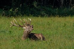 NMZ - Predrag Kostin - Rika jelena Izložba fotografija "Reke života" Predraga Kostina u Zrenjaninu 3