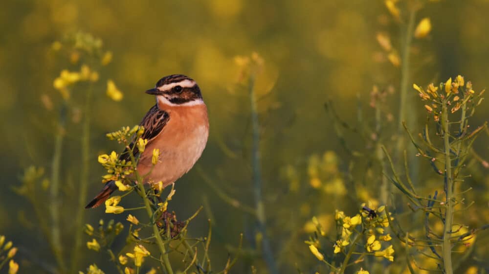 Izložba fotografija "Reke života" Predraga Kostina u Zrenjaninu 1