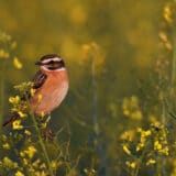 Izložba fotografija "Reke života" Predraga Kostina u Zrenjaninu 11