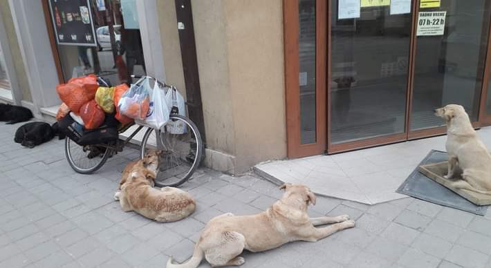 "Psi nisu igračke": Slučaj iz Subotice pokazao koliko smo daleko od odgovornog vlasništva 1