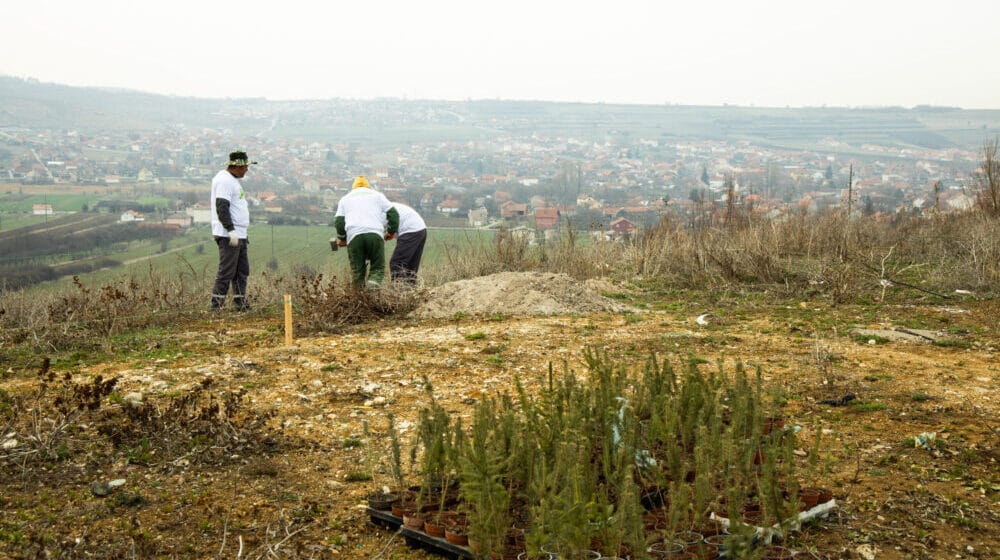 SBB fondacija: Zasadili smo 500 sadnica četinara u Gračanici 1