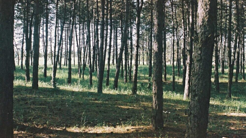 Vojvodinašume: Nema nelegalne seče šume u naselju Srpski šor u Subotici 1
