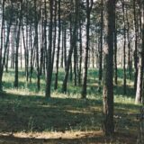 Vojvodinašume: Nema nelegalne seče šume u naselju Srpski šor u Subotici 1