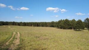 Vojvodinašume: Nema nelegalne seče šume u naselju Srpski šor u Subotici 2 Vojvodinašume: Nema nelegalne seče šume u naselju Srpski šor u Subotici 2