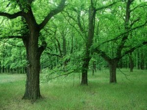 Vojvodinašume: Nema nelegalne seče šume u naselju Srpski šor u Subotici 3