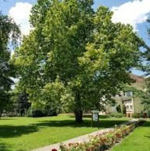 U Novom Sadu žive stabla drveća starija od 200 godina 3 U Novom Sadu žive stabla drveća starija od 200 godina 3