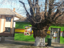 Dudovi u Banatu spomenici prirode i svedoci prošlih vremena 3