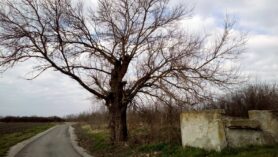 Dudovi u Banatu spomenici prirode i svedoci prošlih vremena 2