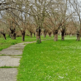 Dudovi u Banatu spomenici prirode i svedoci prošlih vremena 2