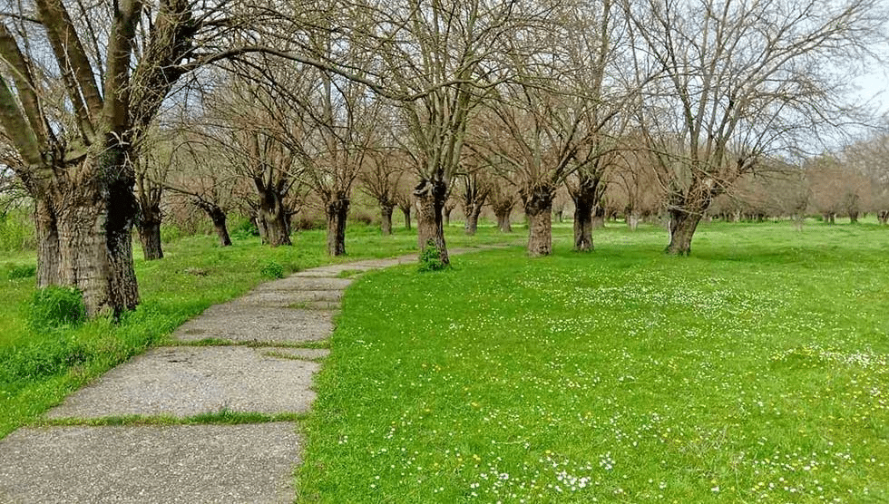 Dudovi u Banatu spomenici prirode i svedoci prošlih vremena 1