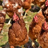 Photo taken from: https://www.chickensandyou.com/