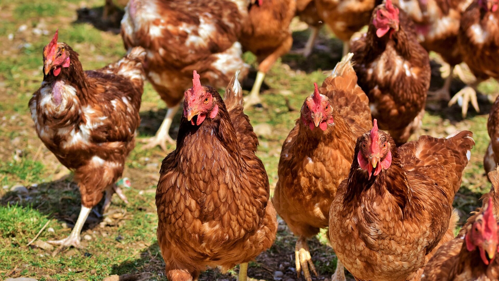 Photo taken from: https://www.chickensandyou.com/