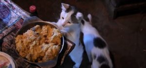 Mačke Safeta Kovačevića