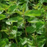 Čajevi od lista i korena koprive: Kako se pripremaju i za šta su lekoviti? 4