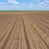 Zrenjanin: Nova Crnja i Sečanj prodaju državne njive 7