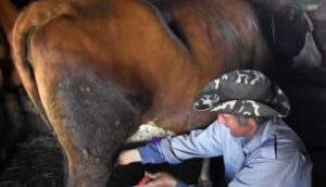 Safet Kovačević, pešterski nomad