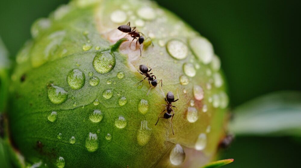 Kolike su kazne u Srbiji ako ubijete divlje vrste: Ako zgazite mrava platićete 40.000 dinara 1