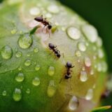 Kolike su kazne u Srbiji ako ubijete divlje vrste: Ako zgazite mrava platićete 40.000 dinara 12