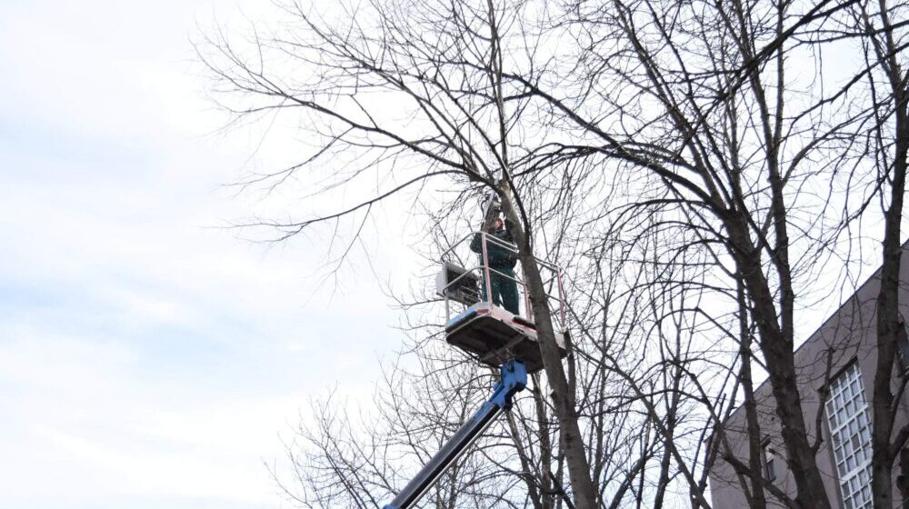 Seča stabala u zrenjaninskom naselju Lesnina 1