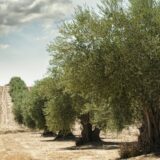 Vinogradi i maslinjaci na Mediteranu u opasnosti zbog dezertifikacije 7