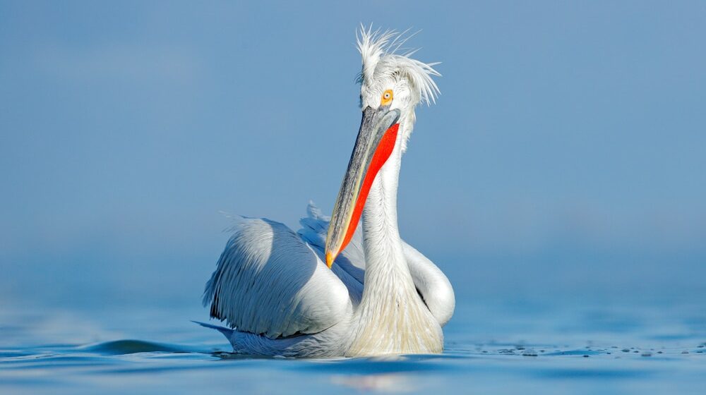 Više od 600 kudravih pelikana uginulo od ptičijeg gripa 1