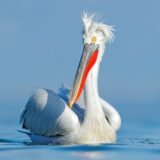Više od 600 kudravih pelikana uginulo od ptičijeg gripa 5