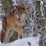 Zašto je zaštita vukova postala političko pitanje u Evropi? 6