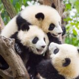 WWF: U zadnjih pedeset godina populacije sisara, ptica, riba, vodozemaca i gmizavaca smanjene za čak 68 odsto 13