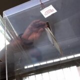 Peto glasanje u Velikom Trnovcu proteklo bez za sada prijavljanih nepravilnosti 9