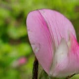 Šta je Zečji trn i za šta je sve lekovit? 7