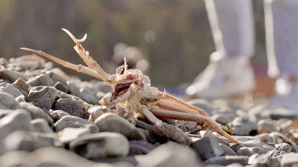 Na obali mogu da se nađu krabe koje žive na velikoj dubini