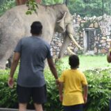 Indija i životinje: Peticija da se usamljeni slon Šankar vrati kući u Afriku 5