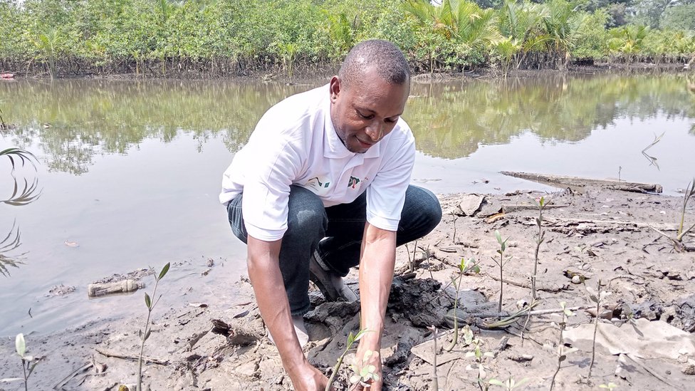 Klimatske promene: Ljudi koji su potpuno promenili živote da bi spasli životnu sredinu 3 Former Nigerian cement retailer planting mangrove trees in Okoroete