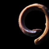 Priroda i životinje Balkana: Fauna Srbije bogatija za još jednu novu vrstu - pijavicu Dina serbica 2