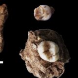 Srbija i arheologija: Susret neandertalaca i praljudi kod Niša - šta nam govore novootkriveni fosili 4
