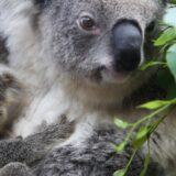 Australija i životinje: Zamrzavanje sperme koala moglo bi da spasi vrstu, tvrde naučnici 1
