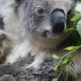 Australija i životinje: Zamrzavanje sperme koala moglo bi da spasi vrstu, tvrde naučnici 5