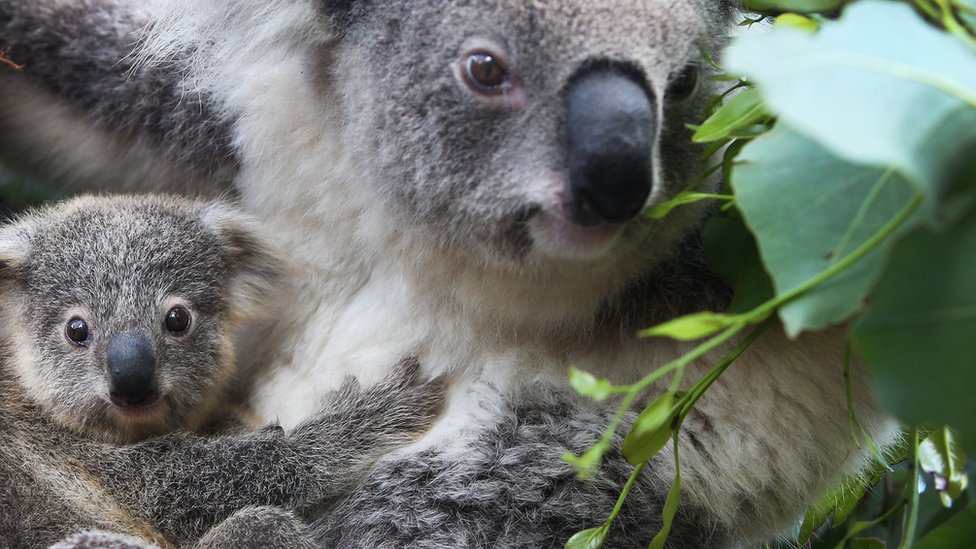 Australija i životinje: Zamrzavanje sperme koala moglo bi da spasi vrstu, tvrde naučnici 1 Koala joey Humphrey is comforted by mother Willow at Taronga Zoo on March 02, 2021 in Sydney, Australia
