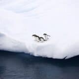 Antarktik, priroda i avantura: Pošta pingvina traži zaposlene - posao iz snova za avanturiste 11