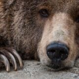 Iran i životinje: Uhapšen čovek zbog ubijanja ugrožene vrste medveda 10