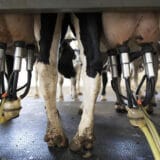 Mlekari ministarki spremili zahteve od kojih neće odustati 8