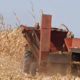 Na Produktnoj berzi u Novom Sadu pojeftinili pšenica, kukuruz, soja i uljana repica 4