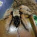 U Francuskoj zaplenjeno 1.000 crnih udovica, tarantula, zmija, kornjača i dve otrovne žabe 4