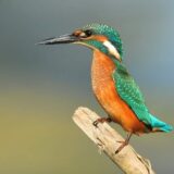 “Dan zaštite prirode” u Zrenjaninu: Živi svet, tu oko nas, ovekovečen kamerom 8