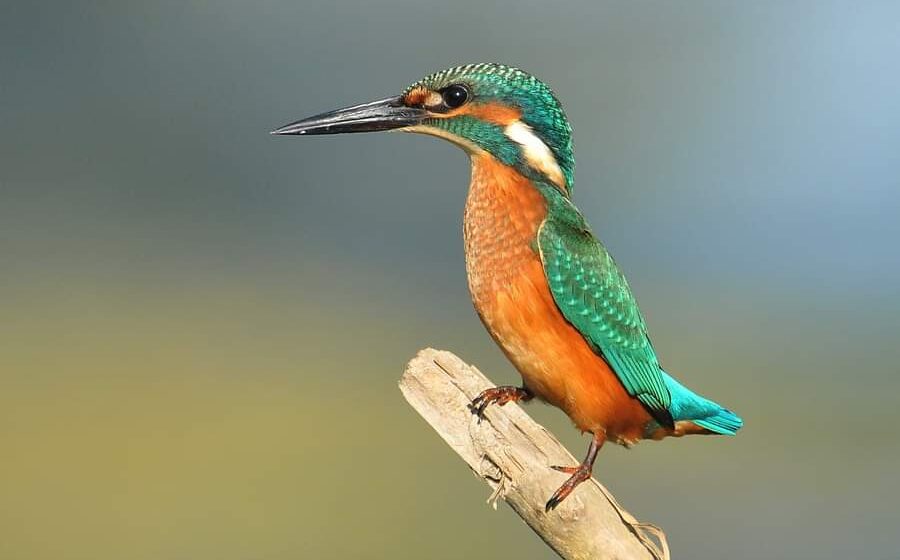 “Dan zaštite prirode” u Zrenjaninu: Živi svet, tu oko nas, ovekovečen kamerom 1